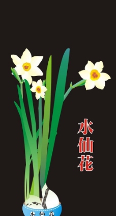 水仙花图片