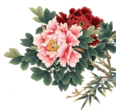 牡丹水彩画图片免费下载,牡丹水彩画设计素材大全,牡丹水彩画模板下载
