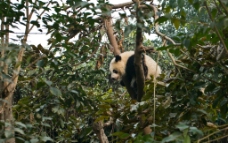 林中大熊猫图片