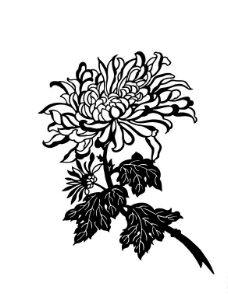 菊花剪影图片
