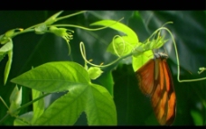 绿叶蝴蝶视频素材