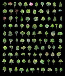 园林绿色小树木图片素材