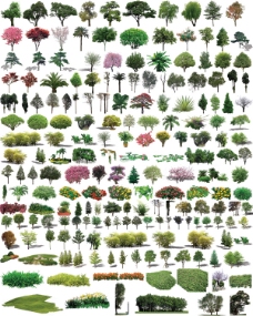 园林树木草地图片素材