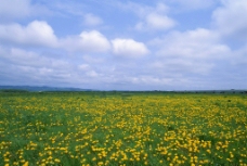 草地风景图图片