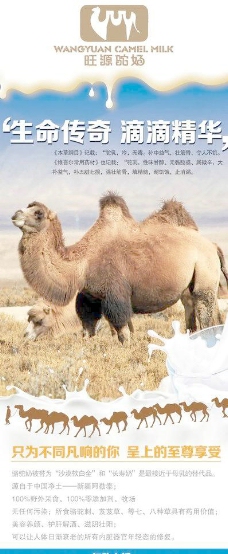 雪山骆驼奶展架图片