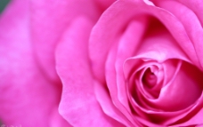 高清细节玫瑰花朵图图片