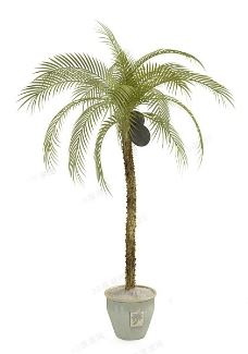 树木椰子树模型