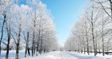 雪中马路图片