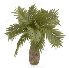 棕榈树模型