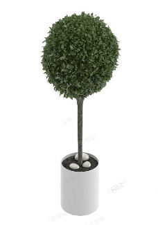 树木树冠模型