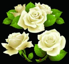 白色花白色玫瑰花矢量图