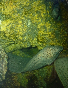 海底 石斑鱼图片