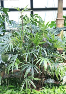 室内植物室内园林植物图片