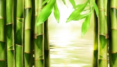 绿色叶子绿色竹子背景下载图片