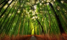 大自然竹林图片
