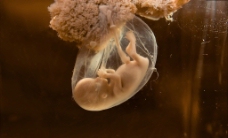 卵细胞设计素材 子图片