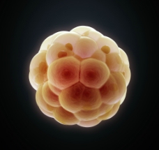 卵细胞图片