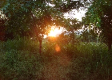 日落 树林图片