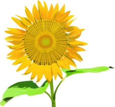 太阳花 向日葵图片