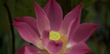 视频模板花朵视频素材图片