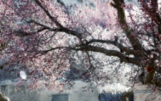 帕米尔高原杏花图片