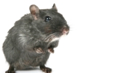 其他生物老鼠地鼠图片