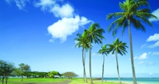 椰子树海边风景壁纸