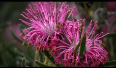 视频模板植物花朵背景视频素材图片