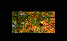 树木树叶秋天树木落叶视频素材