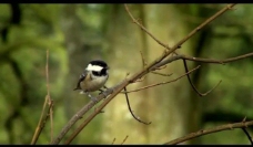 视频模板森林树枝小鸟视频素材图片