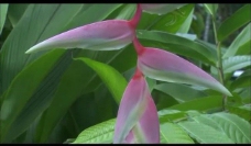 视频模板花朵自然生长视频素材图片