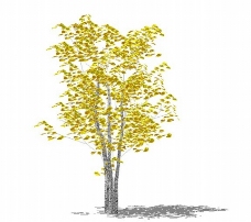 模型树图片