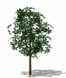 模型树图片