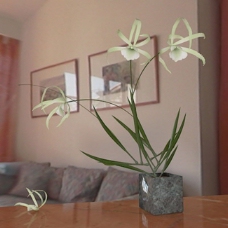 3D植物模型-3D兰花模型