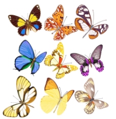大自然飞舞的蝴蝶图片