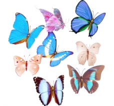 大自然彩色蝴蝶素材图片