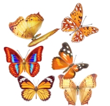 大自然彩色蝴蝶图片