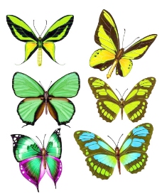 大自然绿色蝴蝶图片