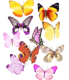 大自然彩色蝴蝶素材图片