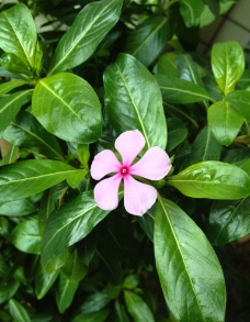 长春花 叶子图片