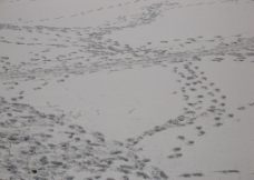 脚印 雪景图片