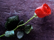 玫瑰花背景墙纸