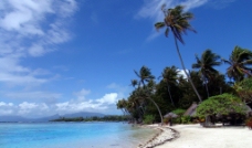 海滩 椰子树图片