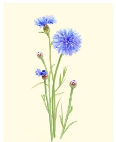 盛开的一束蓝色花朵