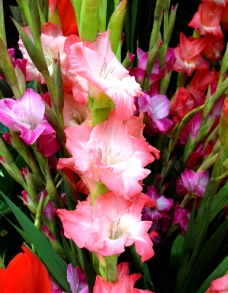 姜花图片免费下载,姜花设计素材大全,姜花模板下载