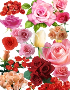 喷绘玫瑰花图片