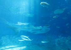 冲绳美之海水族馆图片