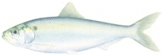 阿拉巴马鲥鱼图片