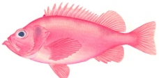 阿卡迪亚红鱼图片