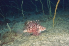 海底鱼图片